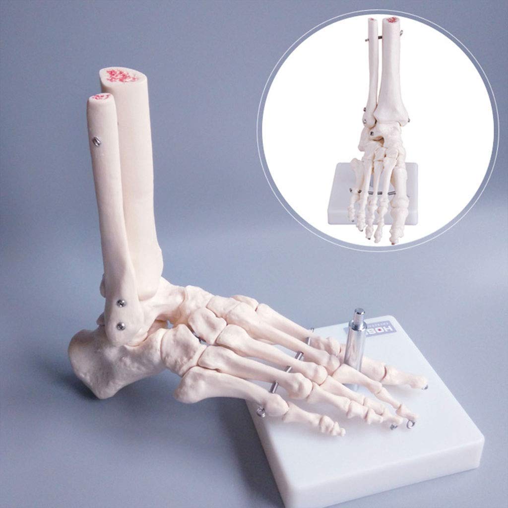 Amazon.co.jp: 人体足骨模型、足裏、足首足関節、脛骨腓骨、足部模型